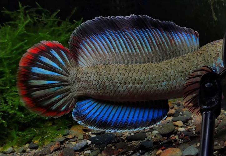 酒紅雷龍魚圖片實拍