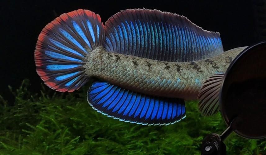 酒紅雷龍魚圖片實拍