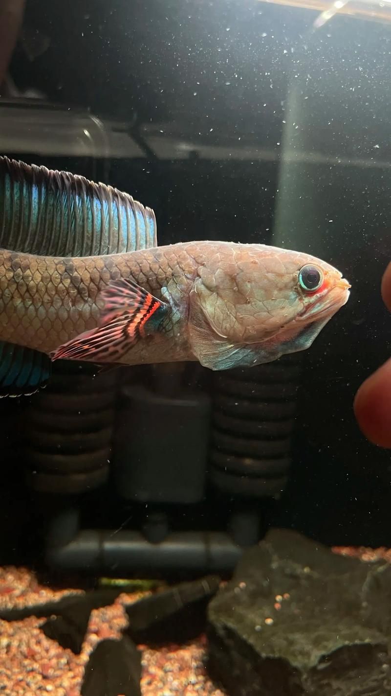 酒紅雷龍魚圖片實拍