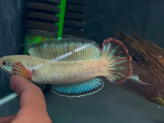 酒紅雷龍魚圖片實拍