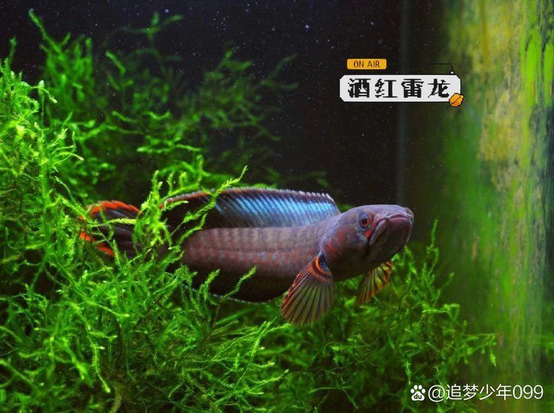 酒紅雷龍魚圖片實拍