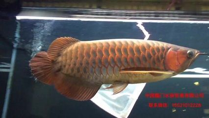 印尼紅龍魚喂養方法：印尼紅龍魚的喂養方法 印尼紅龍魚喂養方法：印尼紅龍魚的喂養方法 龍魚百科 第1張