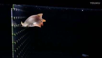 印尼紅龍魚喂養方法：印尼紅龍魚的喂養方法 印尼紅龍魚喂養方法：印尼紅龍魚的喂養方法 龍魚百科 第3張