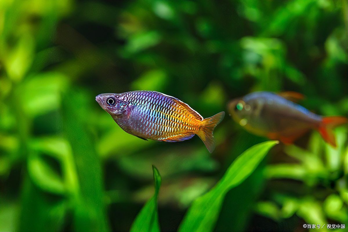 曼龍魚能和鳑鲏魚混養嗎？