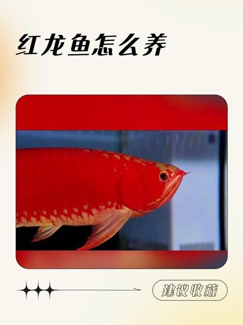 推薦一些適合紅龍魚生長的活食