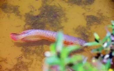 龍魚咬著小魚不吞：龍魚咬著小魚不吞可能是因?yàn)槭秤麊栴}，可能是因?yàn)檫@些原因 龍魚咬著小魚不吞：龍魚咬著小魚不吞可能是因?yàn)槭秤麊栴}，可能是因?yàn)檫@些原因 龍魚百科