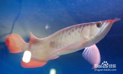 龍魚飼養溫度和濕度要求：關于龍魚飼養溫度的一些詳細信息