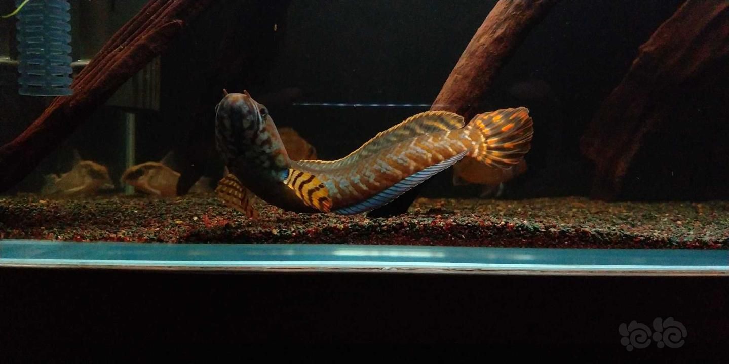 雷龍魚吃魚食嗎？（如何判斷雷龍魚營養(yǎng)過剩，雷龍魚發(fā)色食物的選購技巧） 雷龍魚吃魚食嗎？（如何判斷雷龍魚營養(yǎng)過剩，雷龍魚發(fā)色食物的選購技巧） 龍魚百科 第2張