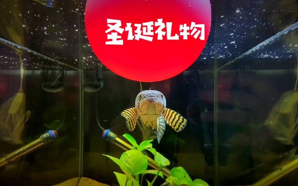 雷龍魚吃魚食嗎？（如何判斷雷龍魚營養(yǎng)過剩，雷龍魚發(fā)色食物的選購技巧） 雷龍魚吃魚食嗎？（如何判斷雷龍魚營養(yǎng)過剩，雷龍魚發(fā)色食物的選購技巧） 龍魚百科 第1張