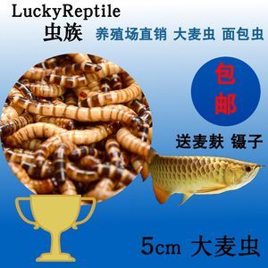 雷龍魚吃魚食嗎？（如何判斷雷龍魚營養(yǎng)過剩，雷龍魚發(fā)色食物的選購技巧） 雷龍魚吃魚食嗎？（如何判斷雷龍魚營養(yǎng)過剩，雷龍魚發(fā)色食物的選購技巧） 龍魚百科 第3張