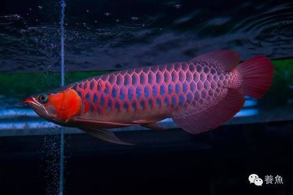 龍魚怎么發(fā)色好（如何讓龍魚快速發(fā)色）