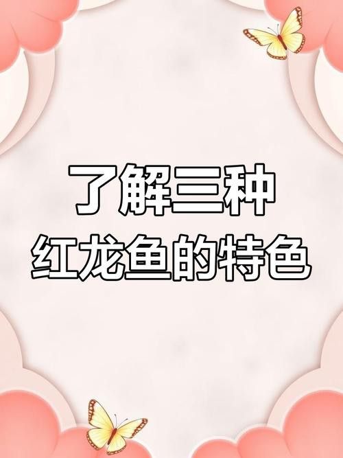 紅龍魚等級區分圖
