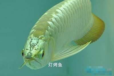 怎么樣挑龍魚（如何挑選優(yōu)質(zhì)的龍魚）