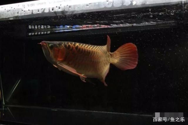 龍魚繁殖期的飲食調整：龍魚繁殖期飲食調整是保證魚類健康和成功率的關鍵