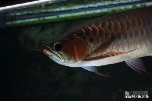 龍魚繁殖期的飲食調整：龍魚繁殖期飲食調整是保證魚類健康和成功率的關鍵