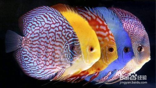 七彩神仙魚(yú)對(duì)夫妻感情影響，七彩神仙魚(yú)對(duì)夫妻感情有積極影響