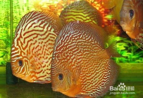 七彩神仙魚(yú)對(duì)夫妻感情影響，七彩神仙魚(yú)對(duì)夫妻感情有積極影響
