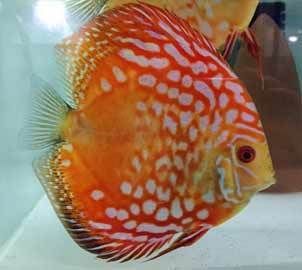 七彩神仙魚(yú)對(duì)夫妻感情影響，七彩神仙魚(yú)對(duì)夫妻感情有積極影響