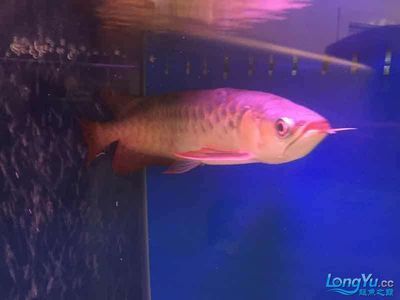 為什么紅龍魚晚上撞缸 為什么紅龍魚晚上撞缸 龍魚百科 第3張