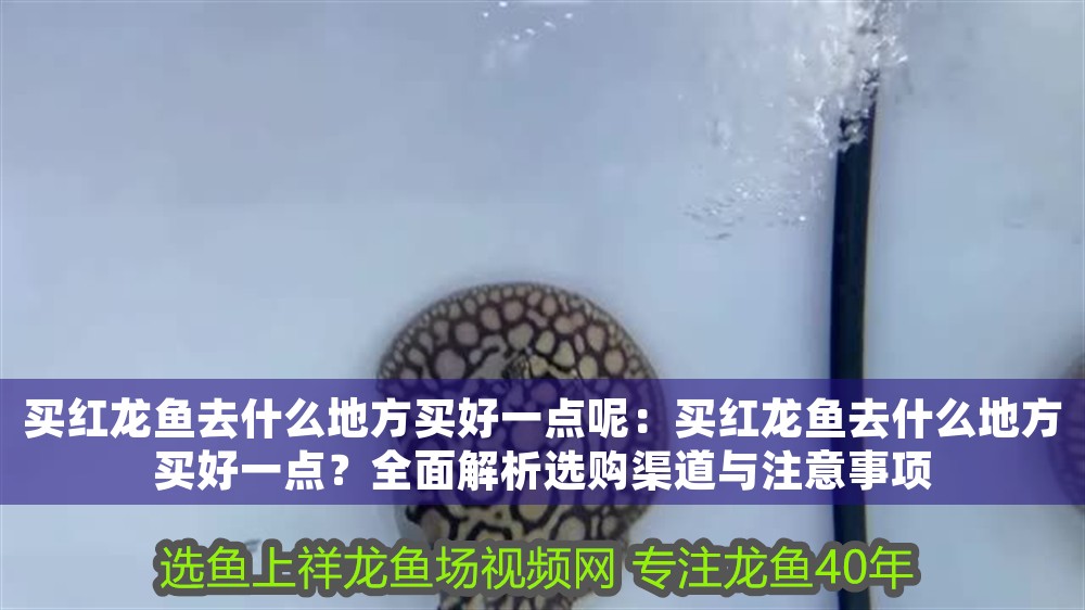 買紅龍魚(yú)去什么地方買好一點(diǎn)呢：買紅龍魚(yú)去什么地方買好一點(diǎn)？全面解析選購(gòu)渠道與注意事項(xiàng)
