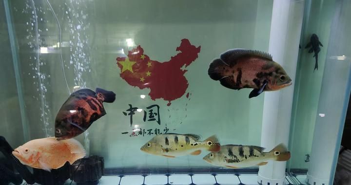 買紅龍魚(yú)去什么地方買好一點(diǎn)呢：買紅龍魚(yú)去什么地方買好一點(diǎn)？全面解析選購(gòu)渠道與注意事項(xiàng)