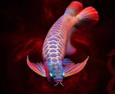 紅龍魚死了預(yù)示著什么【紅龍魚死亡與風(fēng)水的關(guān)系】