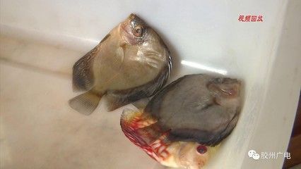 紅龍魚死了預示著什么【紅龍魚死亡與風水的關系】