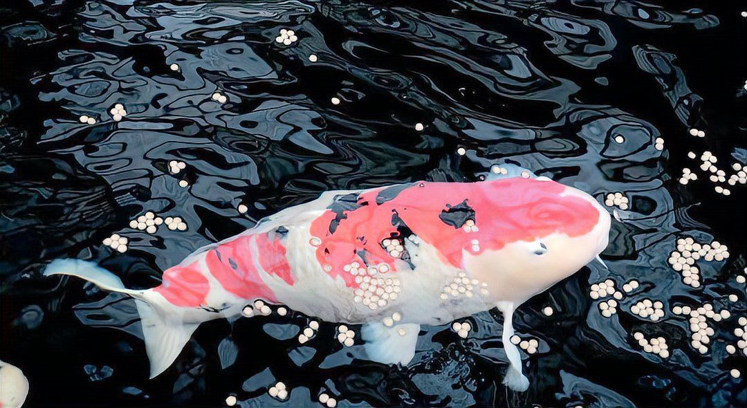 錦鯉什么顏色最好 龍魚百科 第6張 錦鯉什么顏色最好 錦鯉什么顏色最好 龍魚百科 第6張