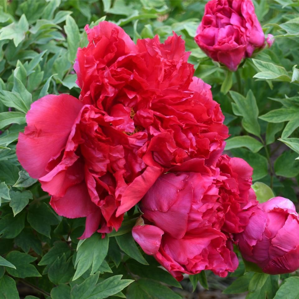 錦鯉什么顏色最好 龍魚百科 第9張 錦鯉什么顏色最好 錦鯉什么顏色最好 龍魚百科 第9張