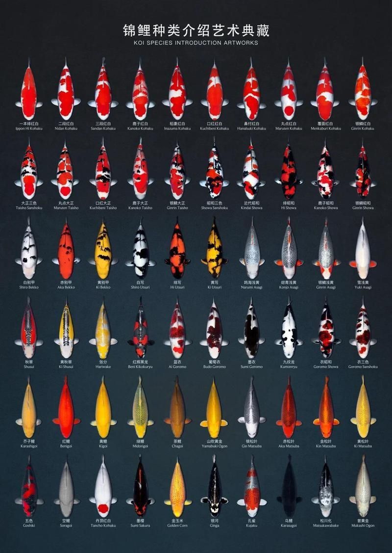 錦鯉什么顏色最好 龍魚百科 第12張 錦鯉什么顏色最好 錦鯉什么顏色最好 龍魚百科 第12張