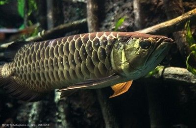 熱帶魚金龍魚能吃嗎：熱帶魚金龍魚能吃嗎熱帶魚金龍魚能吃嗎 熱帶魚金龍魚能吃嗎：熱帶魚金龍魚能吃嗎熱帶魚金龍魚能吃嗎 龍魚百科 第2張