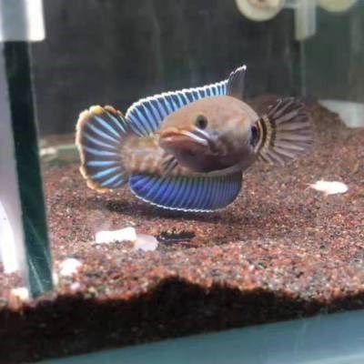 幻藍(lán)龍魚(yú)需要底沙【幻藍(lán)龍魚(yú)是否需要底沙】