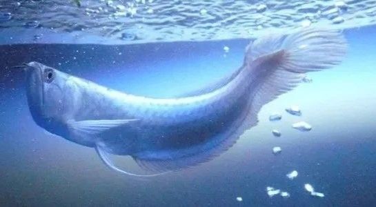 銀龍魚垂尾沒精神 銀龍魚垂尾沒精神 龍魚百科 第5張