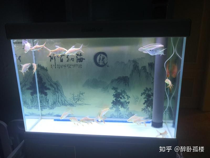 銀龍魚垂尾沒精神 銀龍魚垂尾沒精神 龍魚百科 第8張