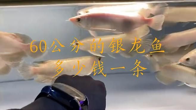 銀龍魚不值錢怎么辦