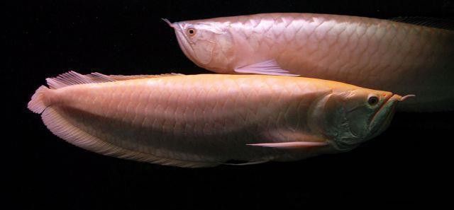 銀龍魚不值錢怎么辦