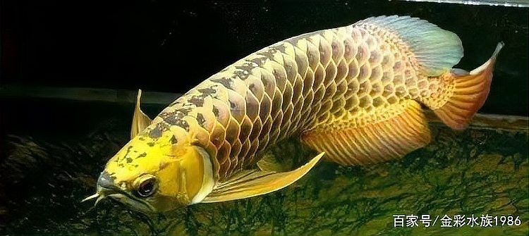 紅龍魚繁殖需要哪些特殊設備？