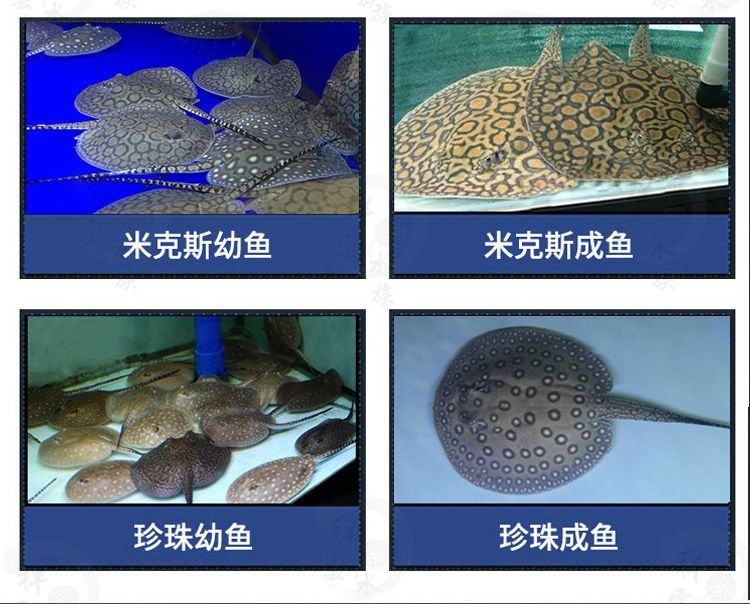 黑金魟魚飼料選擇指南，黑金魟魚飼料選擇指南, 黑金魟魚飼料選擇指南，黑金魟魚飼料選擇指南, 龍魚百科 第3張