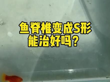 龍魚內臟受損后多久會死亡？