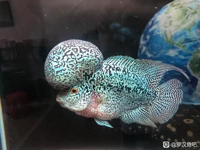 龍魚抱卵啥意思:龍魚抱卵是指母龍魚體內懷有魚卵的狀態 龍魚百科 第3張 龍魚抱卵啥意思:龍魚抱卵是指母龍魚體內懷有魚卵的狀態 龍魚抱卵啥意思:龍魚抱卵是指母龍魚體內懷有魚卵的狀態 龍魚百科 第3張