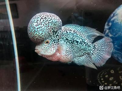 龍魚抱卵啥意思:龍魚抱卵是指母龍魚體內懷有魚卵的狀態 龍魚百科 第5張 龍魚抱卵啥意思:龍魚抱卵是指母龍魚體內懷有魚卵的狀態 龍魚抱卵啥意思:龍魚抱卵是指母龍魚體內懷有魚卵的狀態 龍魚百科 第5張