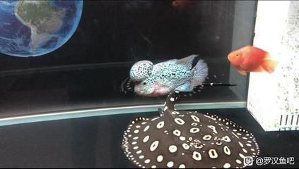 龍魚抱卵啥意思:龍魚抱卵是指母龍魚體內懷有魚卵的狀態 龍魚百科 第4張 龍魚抱卵啥意思:龍魚抱卵是指母龍魚體內懷有魚卵的狀態 龍魚抱卵啥意思:龍魚抱卵是指母龍魚體內懷有魚卵的狀態 龍魚百科 第4張