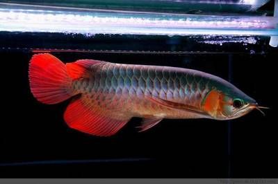 龍魚有鱗嗎：關(guān)于龍魚鱗片的一些詳細(xì)信息