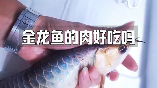 金龍魚清蒸好吃還是紅燒好吃 金龍魚清蒸好吃還是紅燒好吃 龍魚百科 第3張