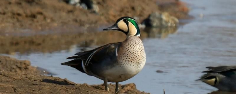 水鴨和普通鴨子的區別