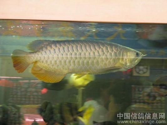 龍魚跟什么魚混養：龍魚混養時的喂食策略龍魚混養時的喂食策略 龍魚跟什么魚混養：龍魚混養時的喂食策略龍魚混養時的喂食策略 龍魚百科 第5張