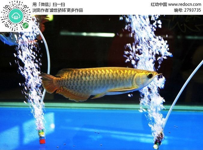 金龍魚(yú)寫真照（金龍魚(yú)寫真照及其特點(diǎn)）