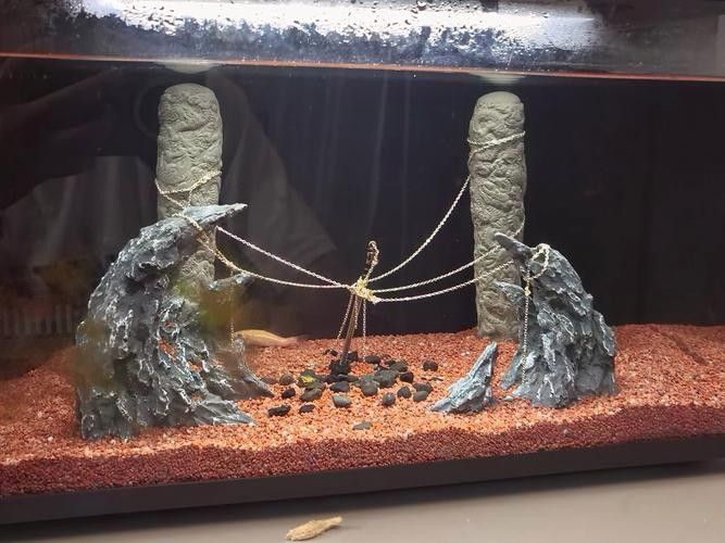 雷龍魚(yú)和銀龍魚(yú)混養(yǎng)好嗎圖片