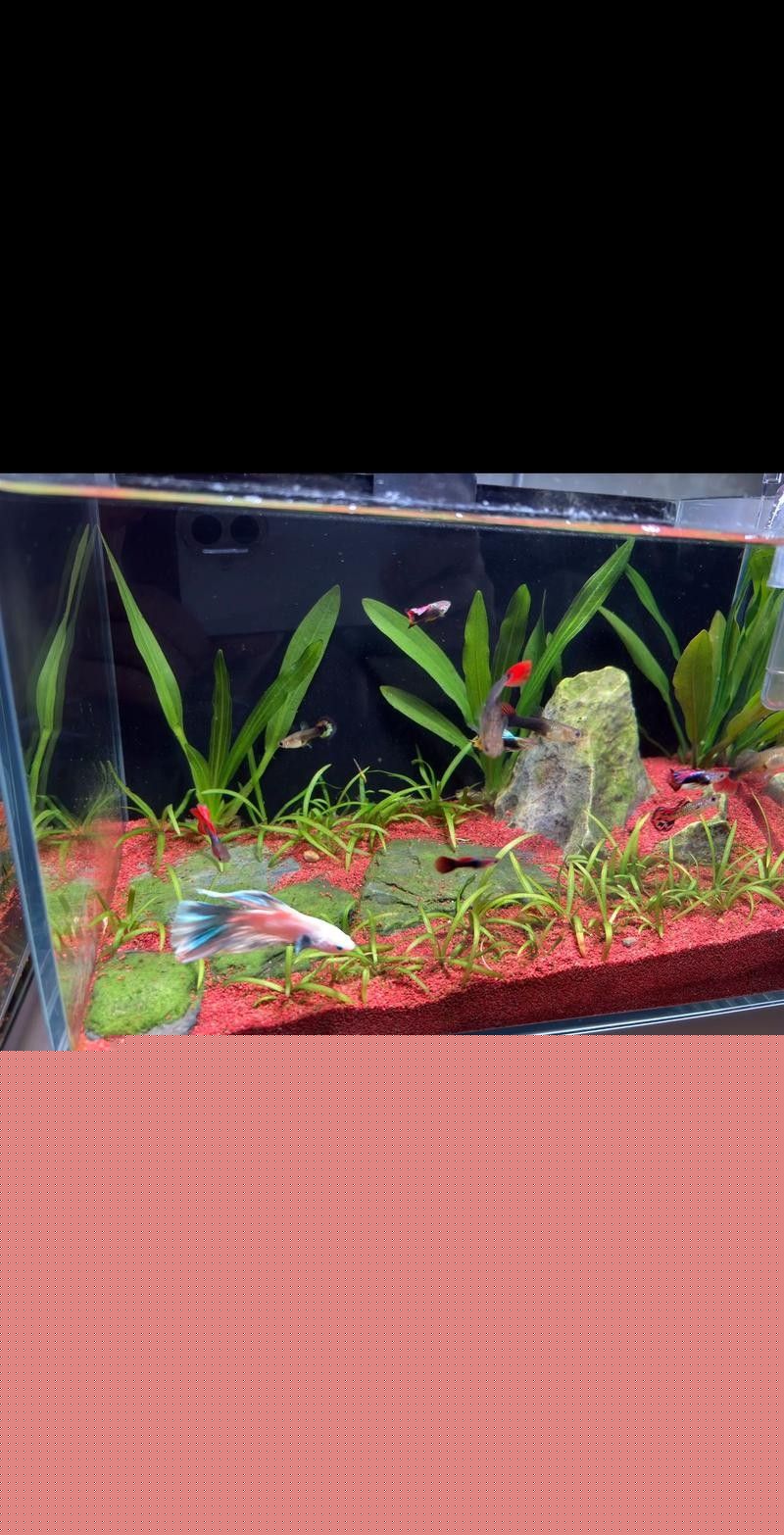 雷龍魚(yú)和銀龍魚(yú)混養(yǎng)好嗎圖片
