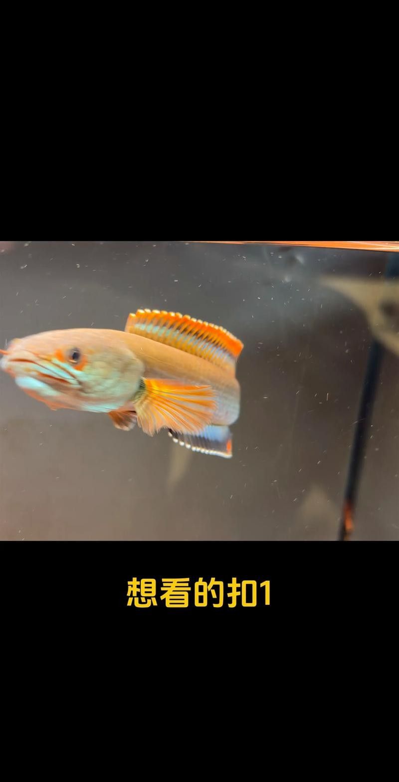 雷龍魚(yú)和銀龍魚(yú)混養(yǎng)好嗎圖片
